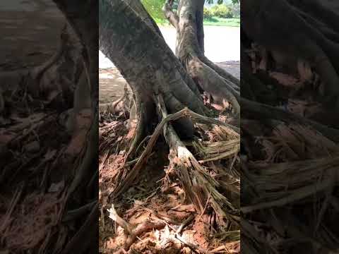 Problemas reais, cobrança direta em Alvorada do Norte. #AlertaCívico #Fiscalização #Goiás