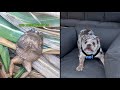 If Animals Could Talk - Ep. 2