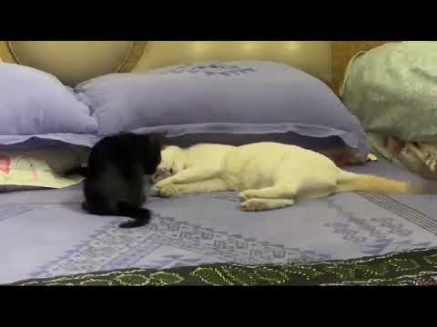 **"Furry Fury: The Clash of the Tiny Titans 🐾💥 #CatFight #CatVsCat #FurryDrama #ViralCats