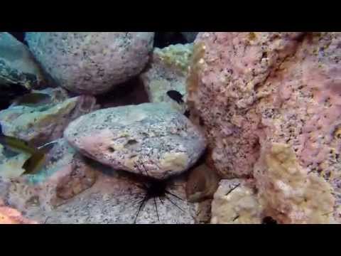 Espanha Tenerife Mergulho Alien Rock Swim Through Outubro 2014 - Spain Diving October