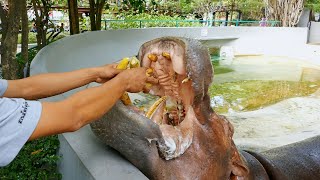 Hippopotamus feeding - Bangkok Dusit Zoo, Thailand