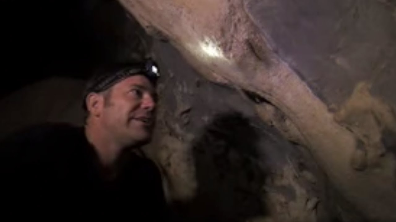 Closer Look at the Forest | Expedition Borneo | BBC Studios