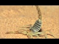 Harmless Sand Scorpion - István Hernek PIANO ...
