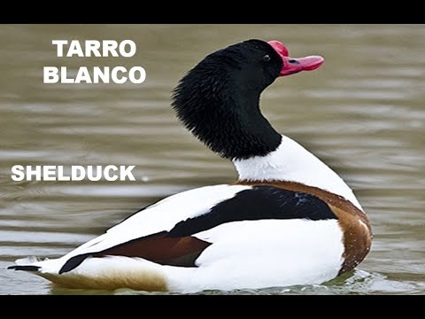 TARRO BLANCO | SHELDUCK | Tadorna tadorna