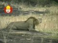 Animal Time EP5
