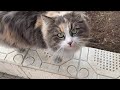 Adorable Tabby Cat Meows Loudly Because He Is Very Hungry