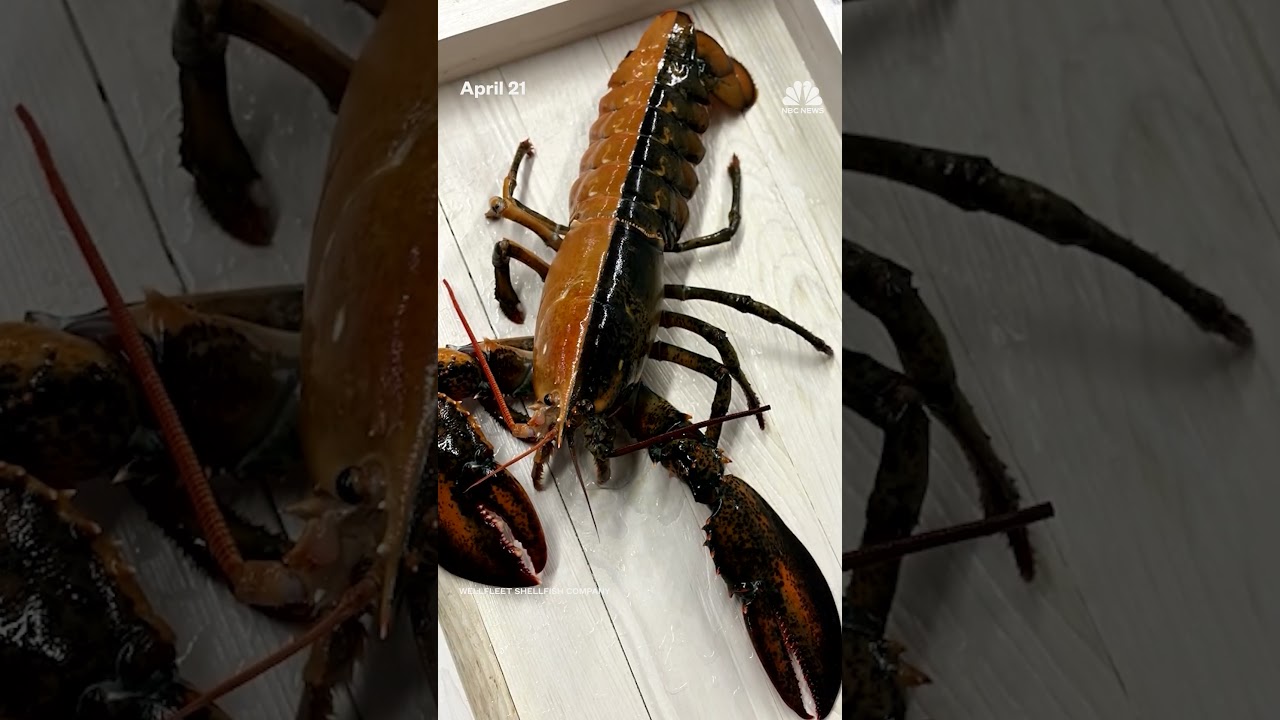Rare split-colored lobster caught off coast of Cape Cod