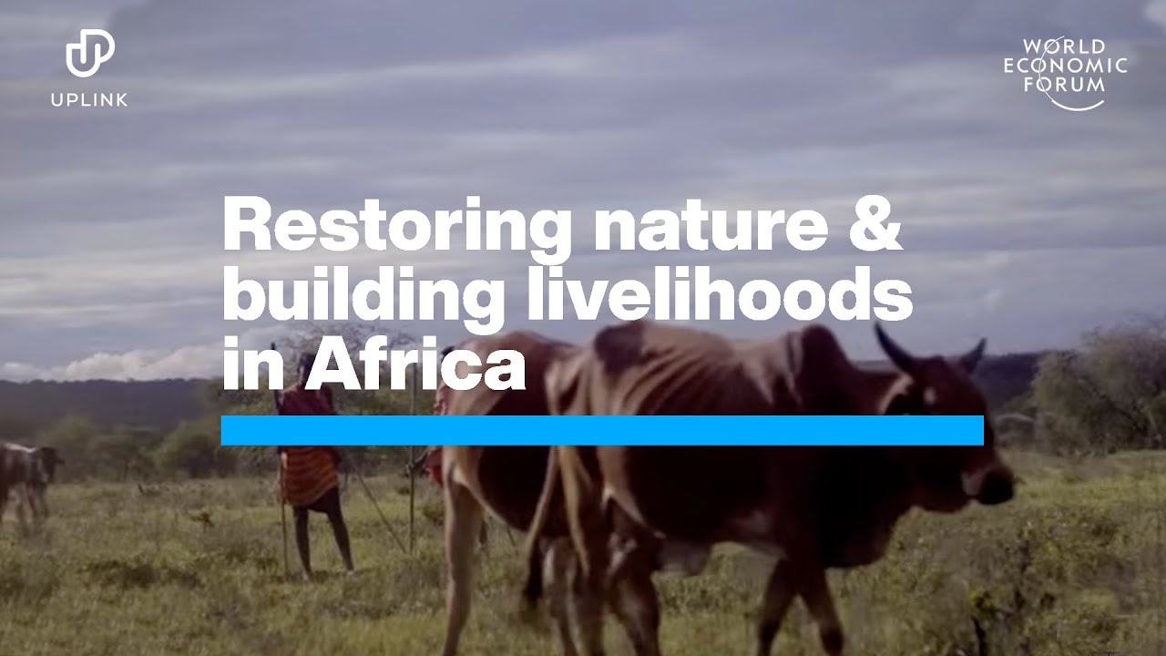 3 ways people are restoring nature and building rural livelihoods in Africa | UpLink