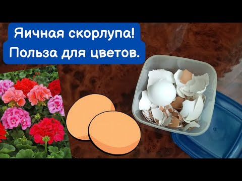 Яичная скорлупа. Удобрение для цветов.#пеларгония #удобрение #цветы #советы #герань #домашниецветы