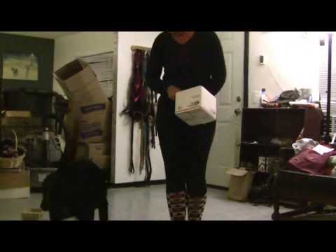 Zeke  - K9 Nose Work 1st Session, Primary Only 12-17-13