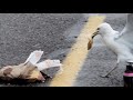 Seagull Swallows A Burgerking Whopper In One Bite