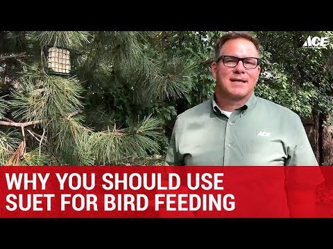 Why You Should Use Suet For Bird Feeding  - Ace Hardware