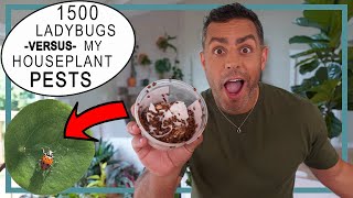 Bugs in Houseplant?! Houseplant Trends 2021: 1500 Ladybugs Versus My Houseplant Pests!