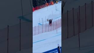 Moose spotted on the Olympics ski course #milanocortina #winterolympics #animal #sports #nature