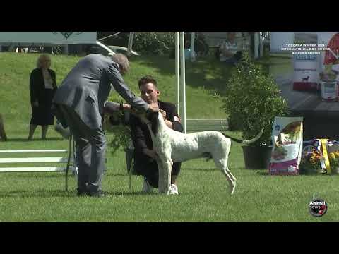 Toscana Winner International Dog Shows 2024   CACIB Arezzo Best in Show