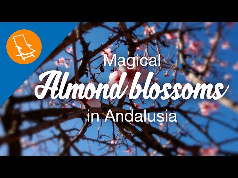 Andalusia's magical almond blossoms