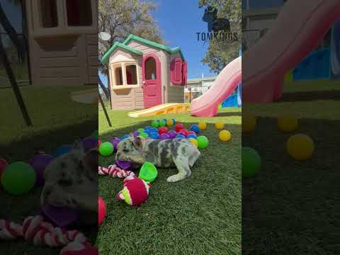 Video 1