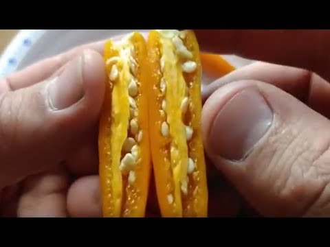 Pepper Review:  Bulgarian Carrot