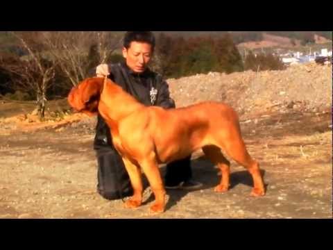 ドーグ ド ボルドー