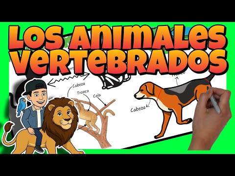 🦁 VERTEBRATE ANIMALS for PRIMARY SCHOOL CHILDREN