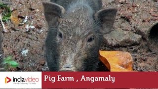 Pig Farm, Angamaly 