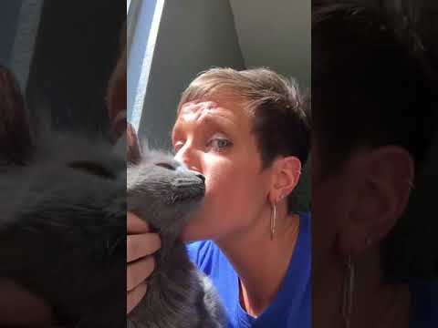 Flea Treatments for Cats | Two Crazy Cat Ladies