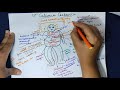 Calcarea Carb 30 200 HOMOEOPATHIC MEDICINE Drug Picture General Particulars