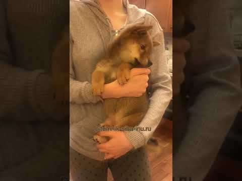 Видео-отзыв о питомнике сиба-ину