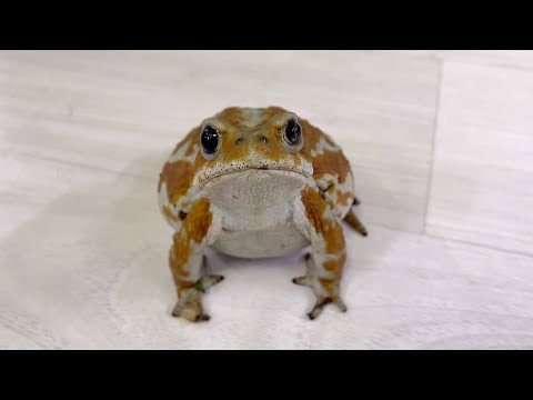 庭からカエルを追い払い、プールに入らないようにするにはどうすればよいでしょうか?  庭園