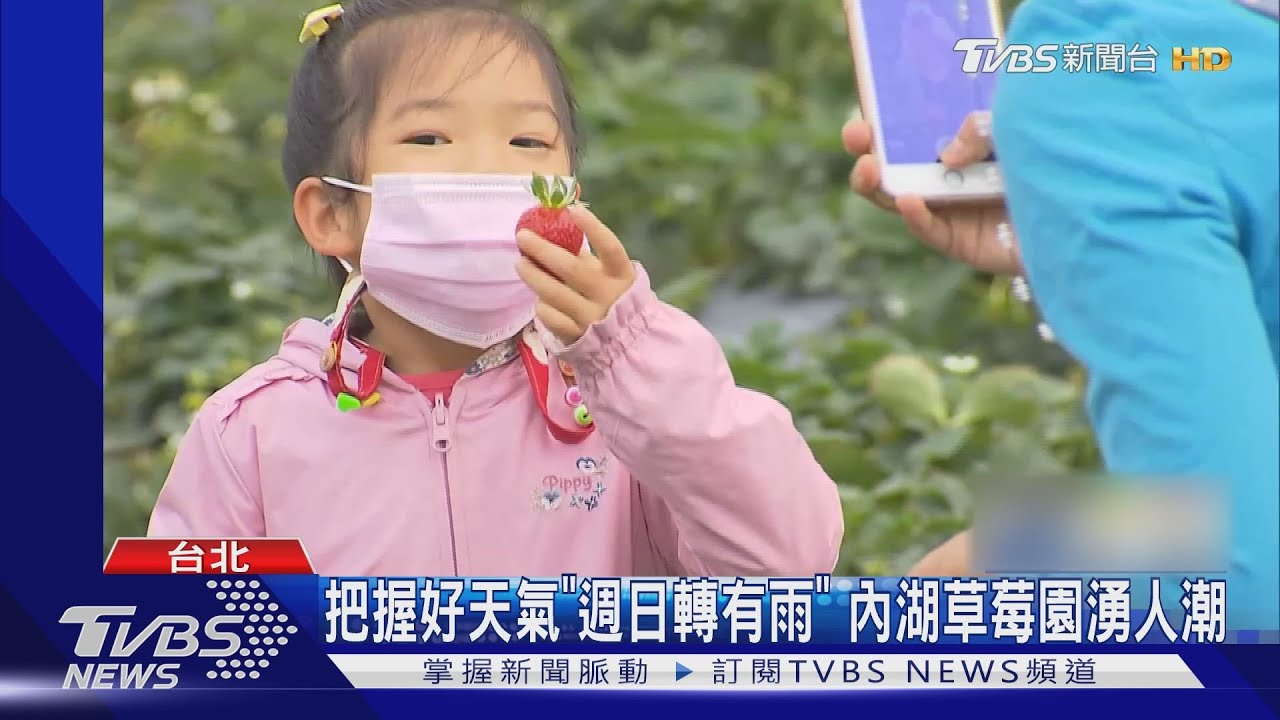 把握好天氣「週日轉有雨」 內湖草莓園湧人潮