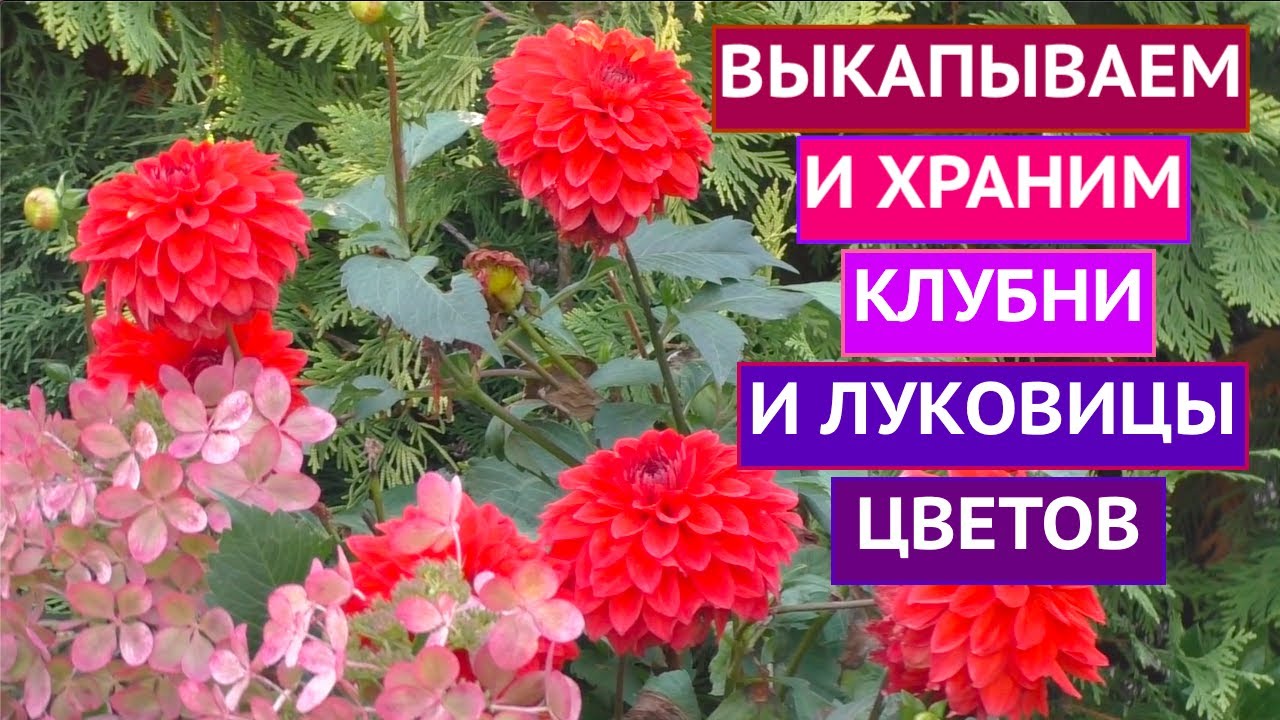 Когда выкопать и как сохранить зимой каллы, канны, бегонии, гладиолусы и георгины!