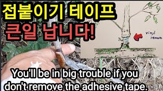 접붙이기 테이프 제거하지 않으면 큰일 납니다.You'll be in big trouble if you don…