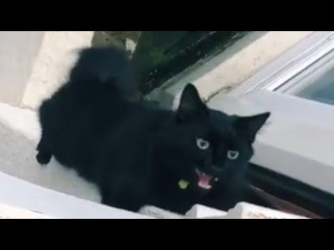 Kitty Burglar "Beans" Climbs up Wall