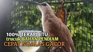 Download lagu Trucuk BETINA memanggil Jantan Suara Birahi Ngecuplik 100% pancingan trucukan gacor agar BUNYI EMOSI mp3