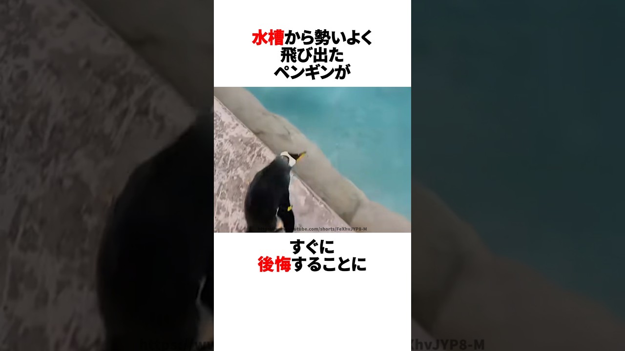 ペンギン後悔先に立たず