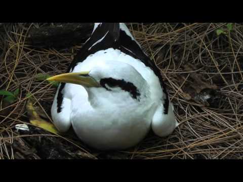 White-tailed Tropicbirds, Seychelles
