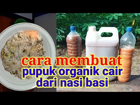 Cara membuat pupuk organik cair (poc) dari nasi basi