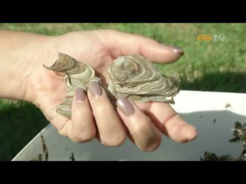 Elszaporodtak a darazsak