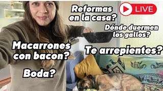 Contesto vuestras PREGUNTAS sobre la FINCA y me ayudáis a cocinar pasta en DIRECTO.