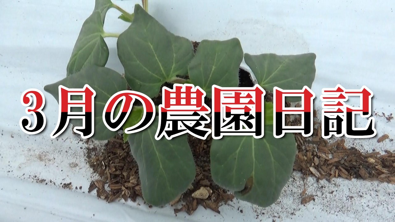 3月の農園日記（種をまき、芽がでて、草はえる）