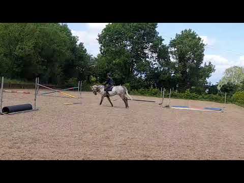 Potential eventer - Image 2