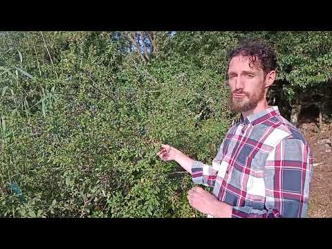 4.Schlehdorn (Prunus spinosa)