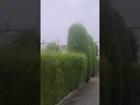 Cementerio José María Azael Franco, atractivo turístico de Ecuador CARCHI TULCAN #CEMENTERIO