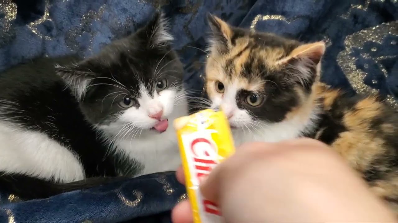 Enlarge Rigel & Bella, a Adoptable mixed breed in Marseilles, IL video 4/4