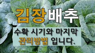 김장 배추 수확 시기와 마지막 관리 방법입니다. #김장배추 수확 시기. #김장 배추 불암 플러스 , 휘파람 …