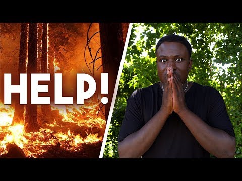 Why they're Burning Down the Amazon Rainforest into Pieces