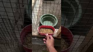 Download lagu Keuntungan memakai pakan ulat kandang untuk ternak murai batu #ternakmuraibatu mp3