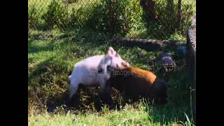 Download lagu wild boar and domestic pig fight. mp3 Download lagu wild boar and domestic pig fight. mp3
