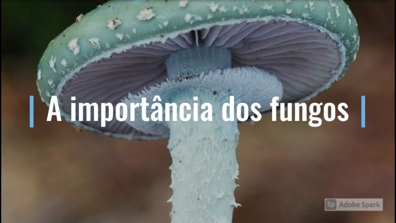 Vídeo Importância dos fungos - Afonso Zaga de Santos Souza