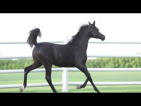 D HAYEL | Dubai Stud Auction 2022